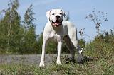 DOGUE ARGENTIN 003